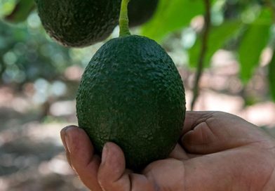 Palta HASS peruano en el mercado mayorista de Madrid – España (Marzo)
