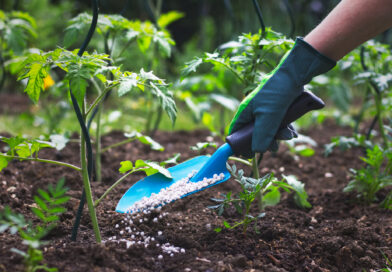 Panorama del Mercado Internacional y Nacional de Fertilizantes