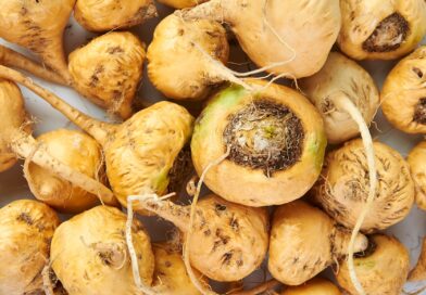 Evolución del Mercado Internacional y Nacional de Maca Evolución del Mercado Internacional y Nacional de Maca