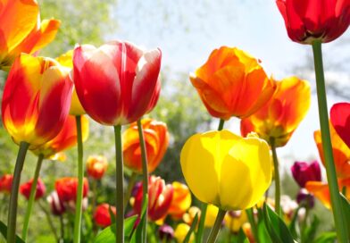 Evolución del Mercado Internacional y Nacional de Flores Frescas