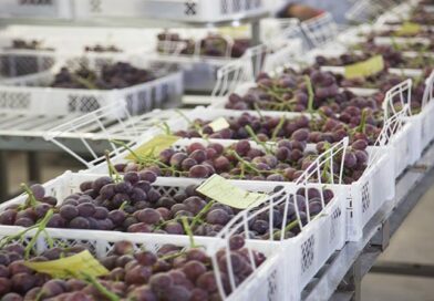 Reporte de Oportunidades no aprovechadas Agosto 2025 – Uvas a Dinamarca