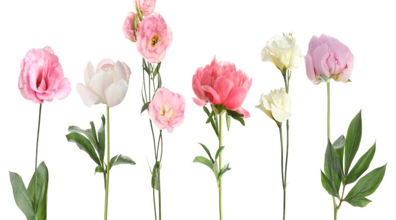 Flores Frescas: Evolución del Mercado Internacional y Nacional